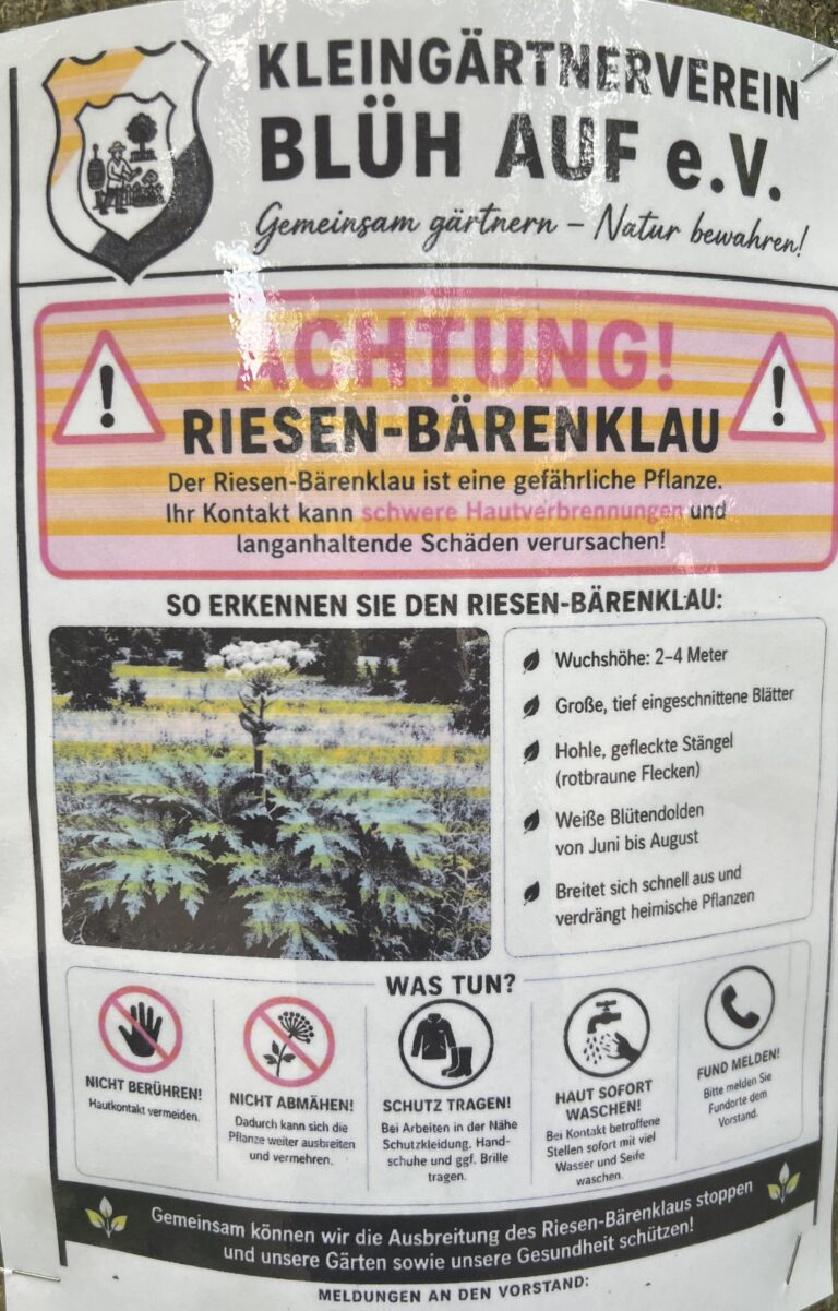 ACHTUNG!! Riesen-Bärenklau
